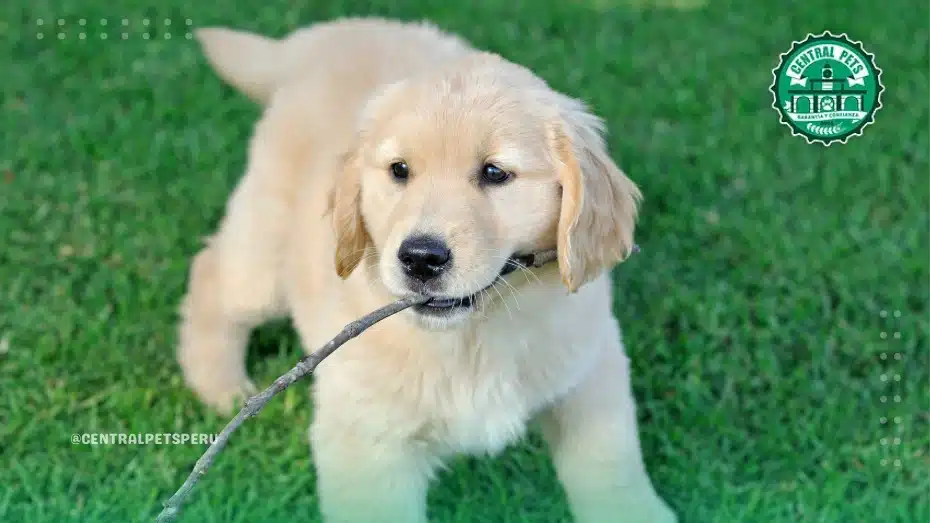 Chihuahua en el parque
