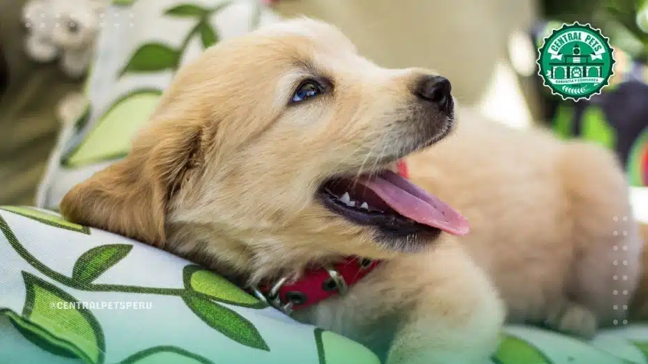 Chihuahua en el parque