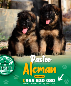 PASTOR ALEMÁN