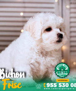 Alternative view of BICHON FRISE
