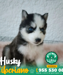 Alternative view of HUSKY SIBERIANO