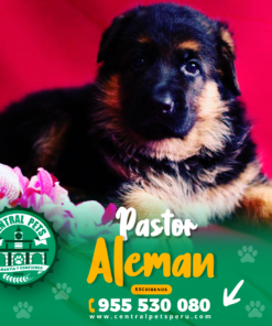 Alternative view of PASTOR ALEMÁN