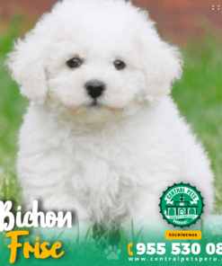 BICHON FRISE