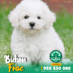 BICHON FRISE