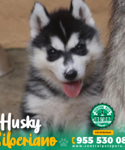 HUSKY SIBERIANO
