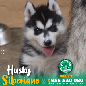 HUSKY SIBERIANO