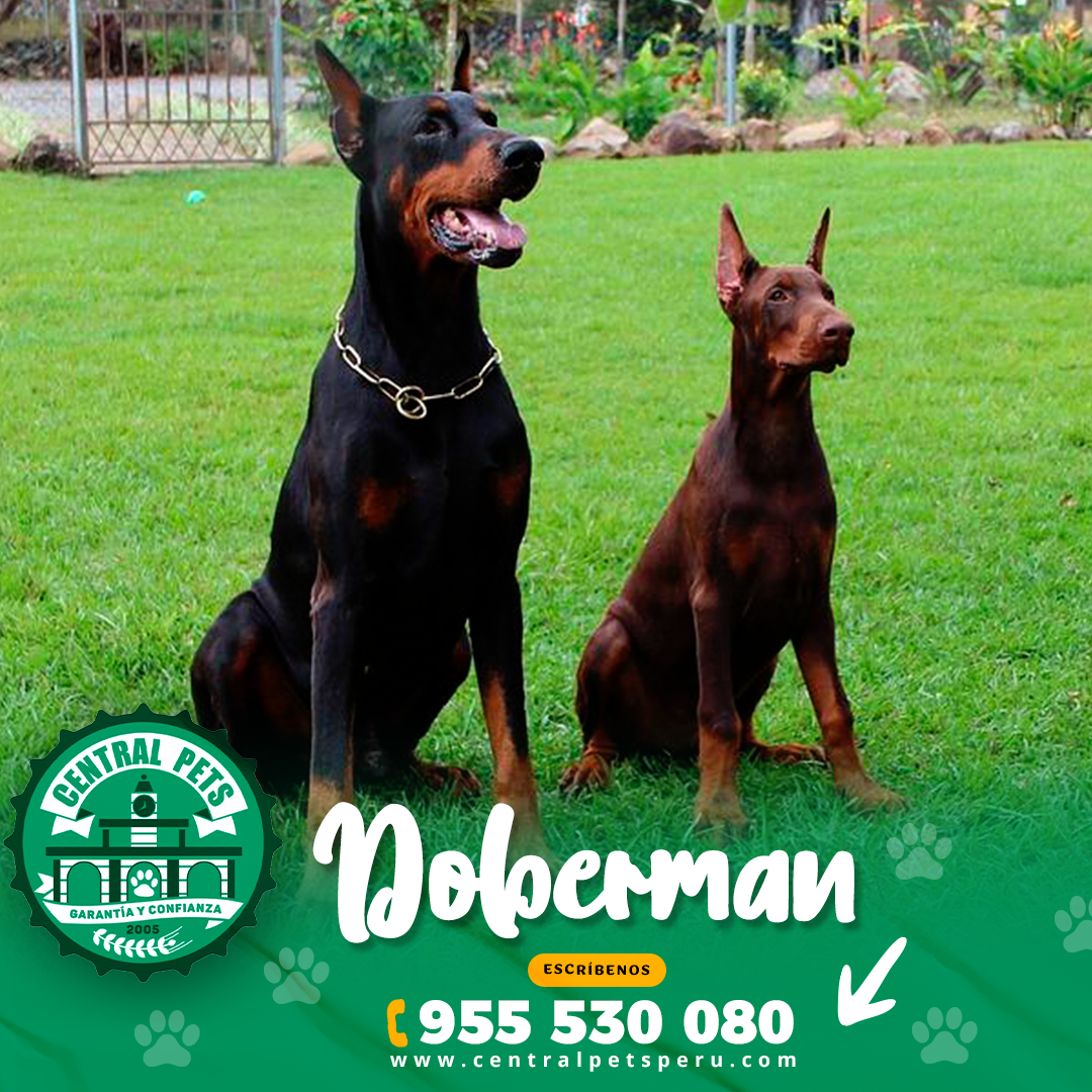 Adulto Doberman