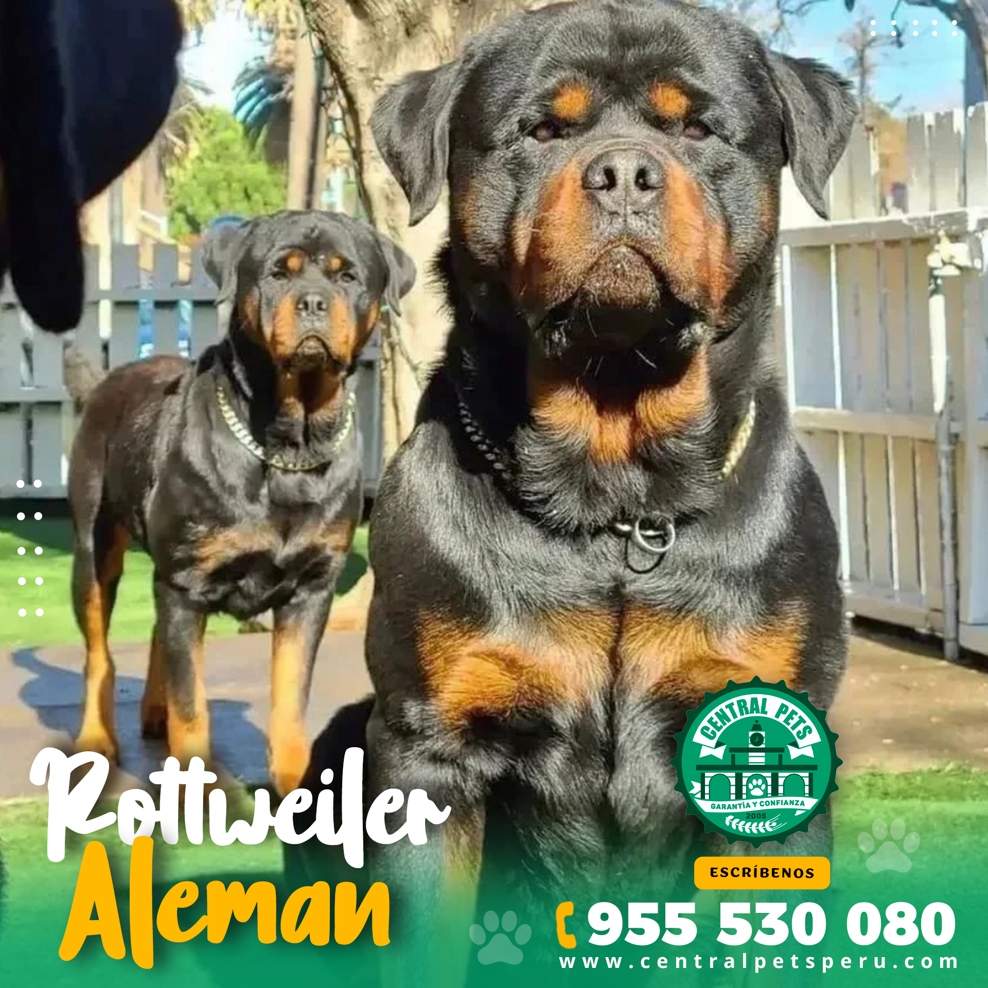 Adulto Rottweiler