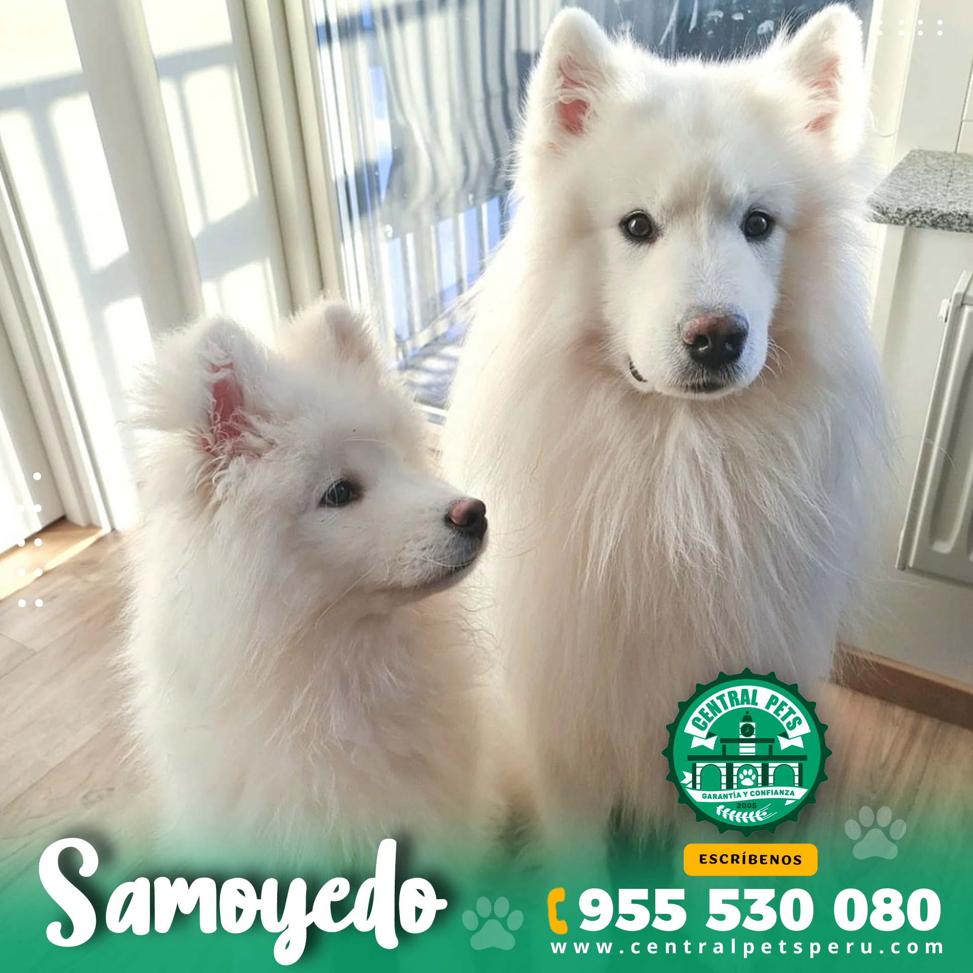 Adulto Samoyedo
