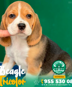 BEAGLE TRICOLOR