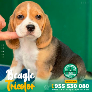 BEAGLE TRICOLOR