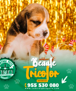 Alternative view of BEAGLE TRICOLOR