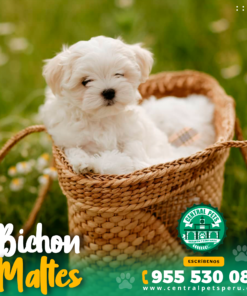 BICHON MALTÉS
