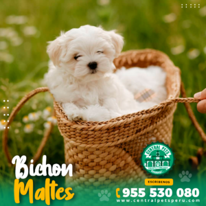 BICHON MALTÉS