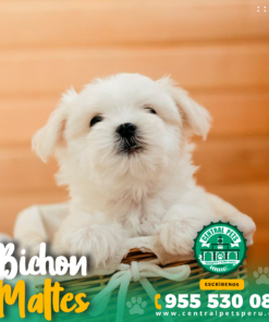 Alternative view of BICHON MALTÉS