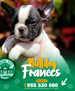 BULLDOG FRANCÉS