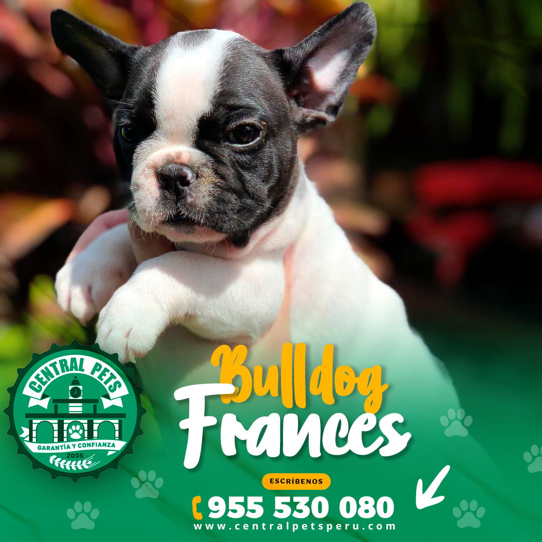 Bulldog Frances (1)
