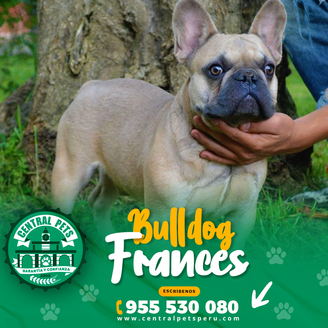 Bulldog Frances (2)
