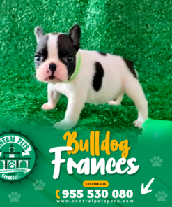 Alternative view of BULLDOG FRANCÉS