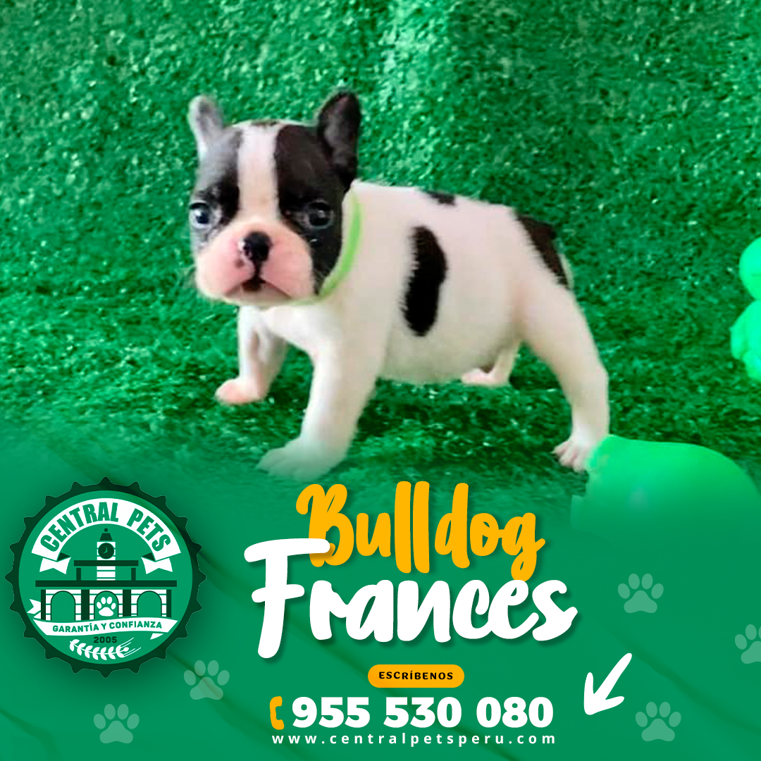 Bulldog Frances (3)