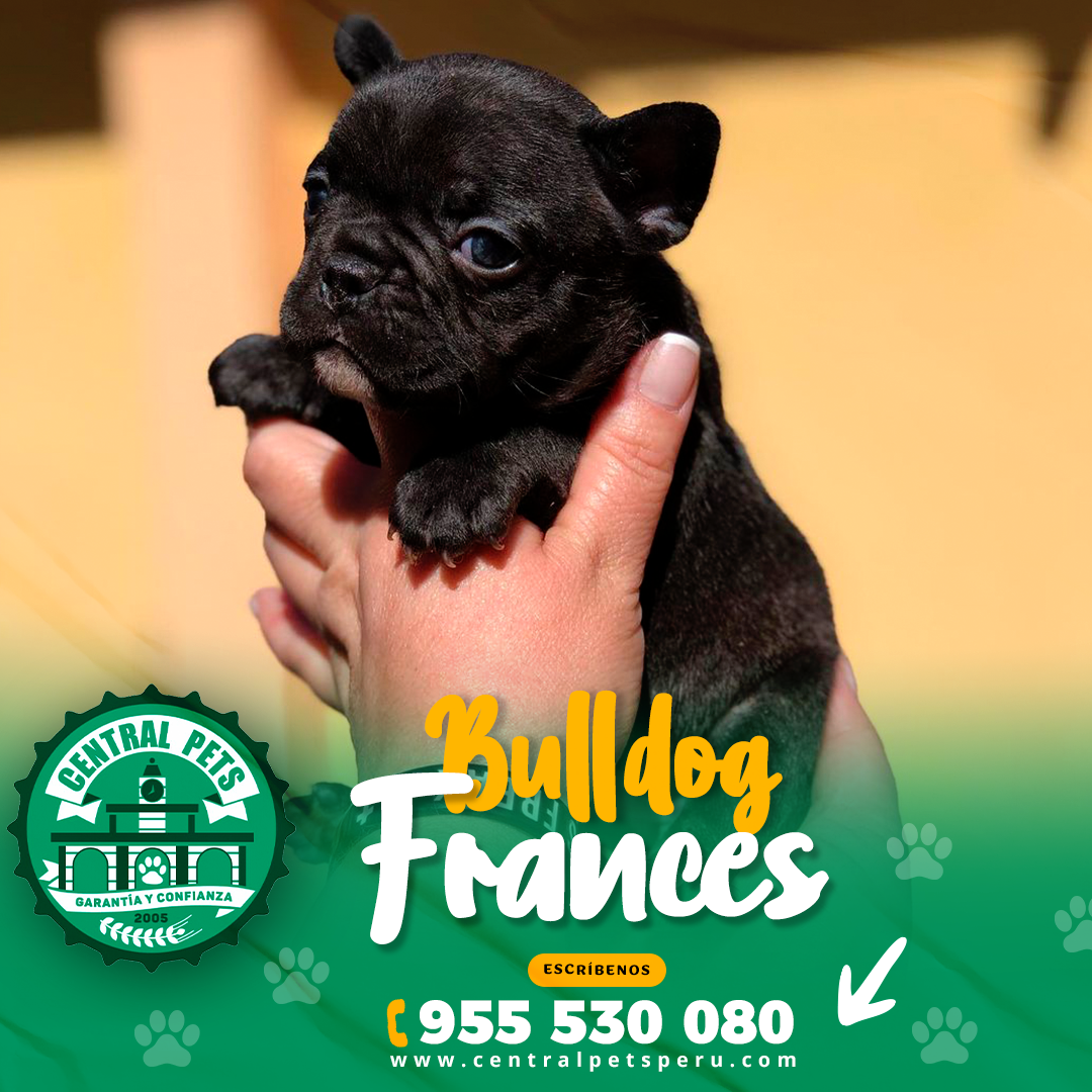 Bulldog Frances (6)