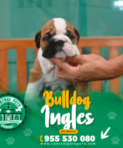 BULLDOG INGLÉS