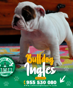 Alternative view of BULLDOG INGLÉS