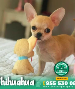 CHIHUAHUA