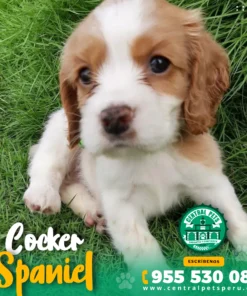 COCKER SPANIEL