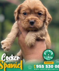 Alternative view of COCKER SPANIEL