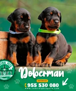 DOBERMAN