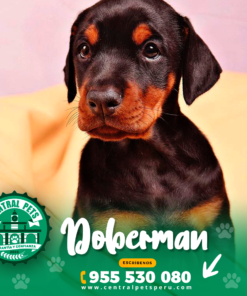 Alternative view of DOBERMAN