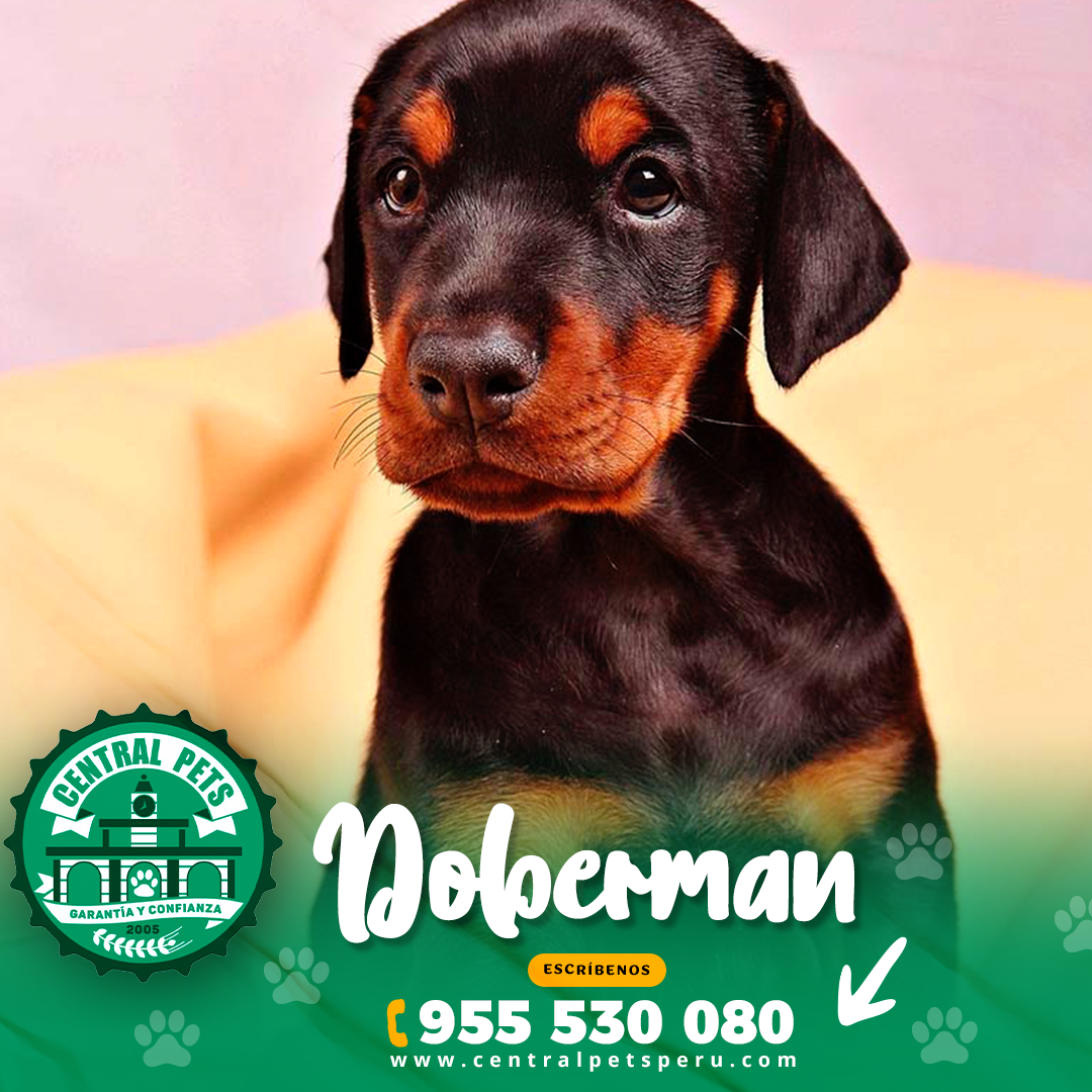 Doberman (2)