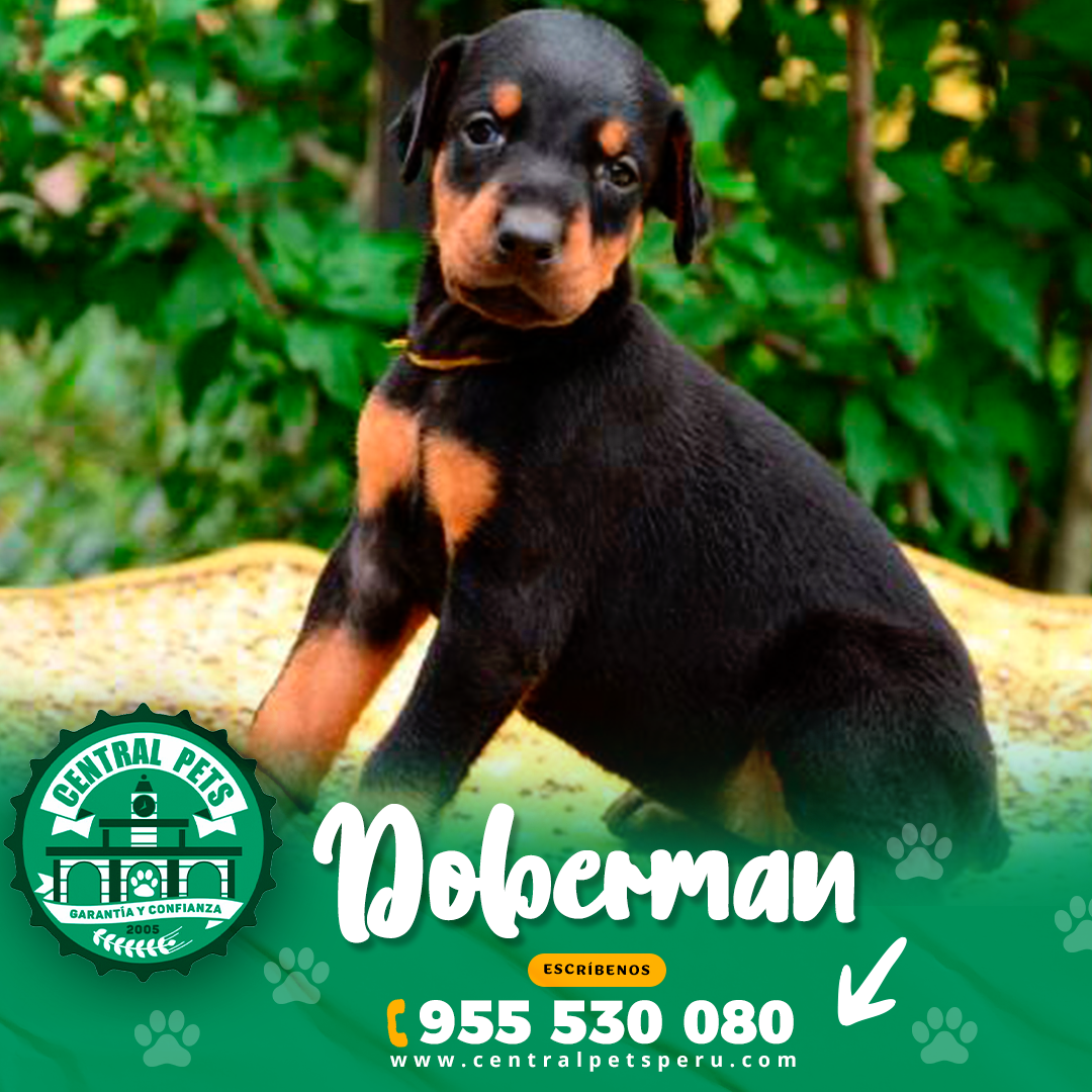 Doberman (3)