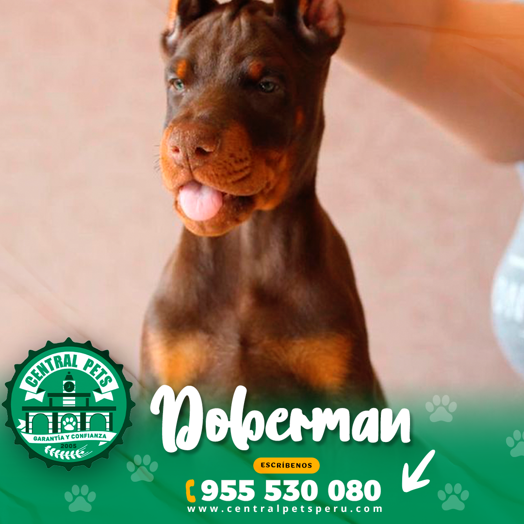 Doberman (5)