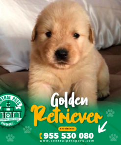 GOLDEN RETRIEVER