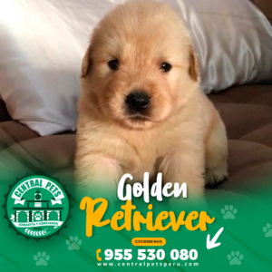 GOLDEN RETRIEVER