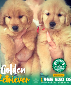 Alternative view of GOLDEN RETRIEVER