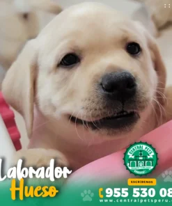 LABRADOR HUESO