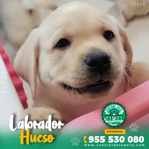LABRADOR HUESO