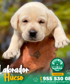 Alternative view of LABRADOR HUESO