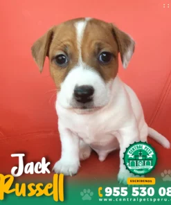 JACK RUSSEL