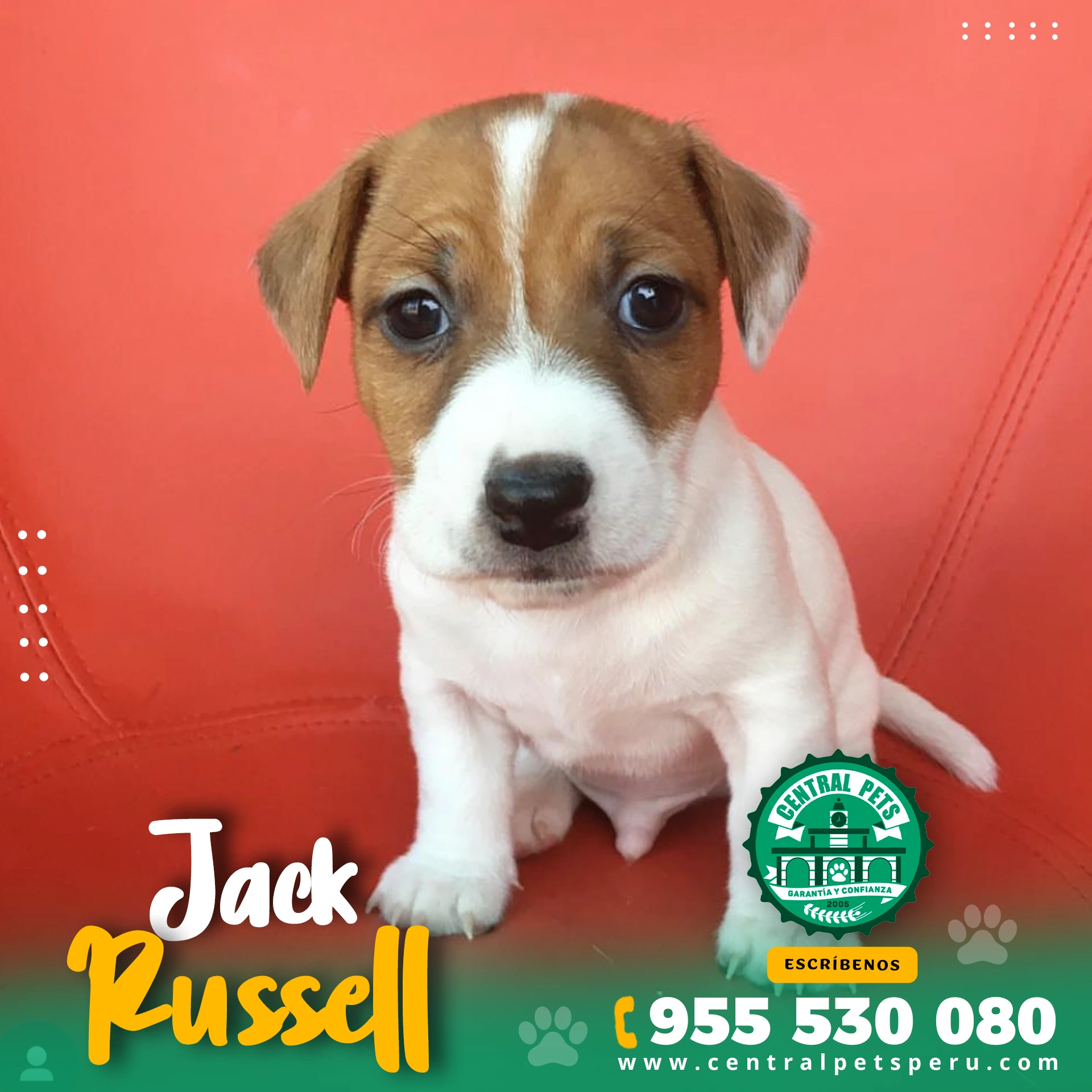 Jack-Russell-1