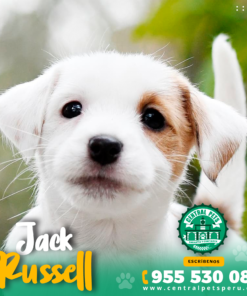 Alternative view of JACK RUSSEL
