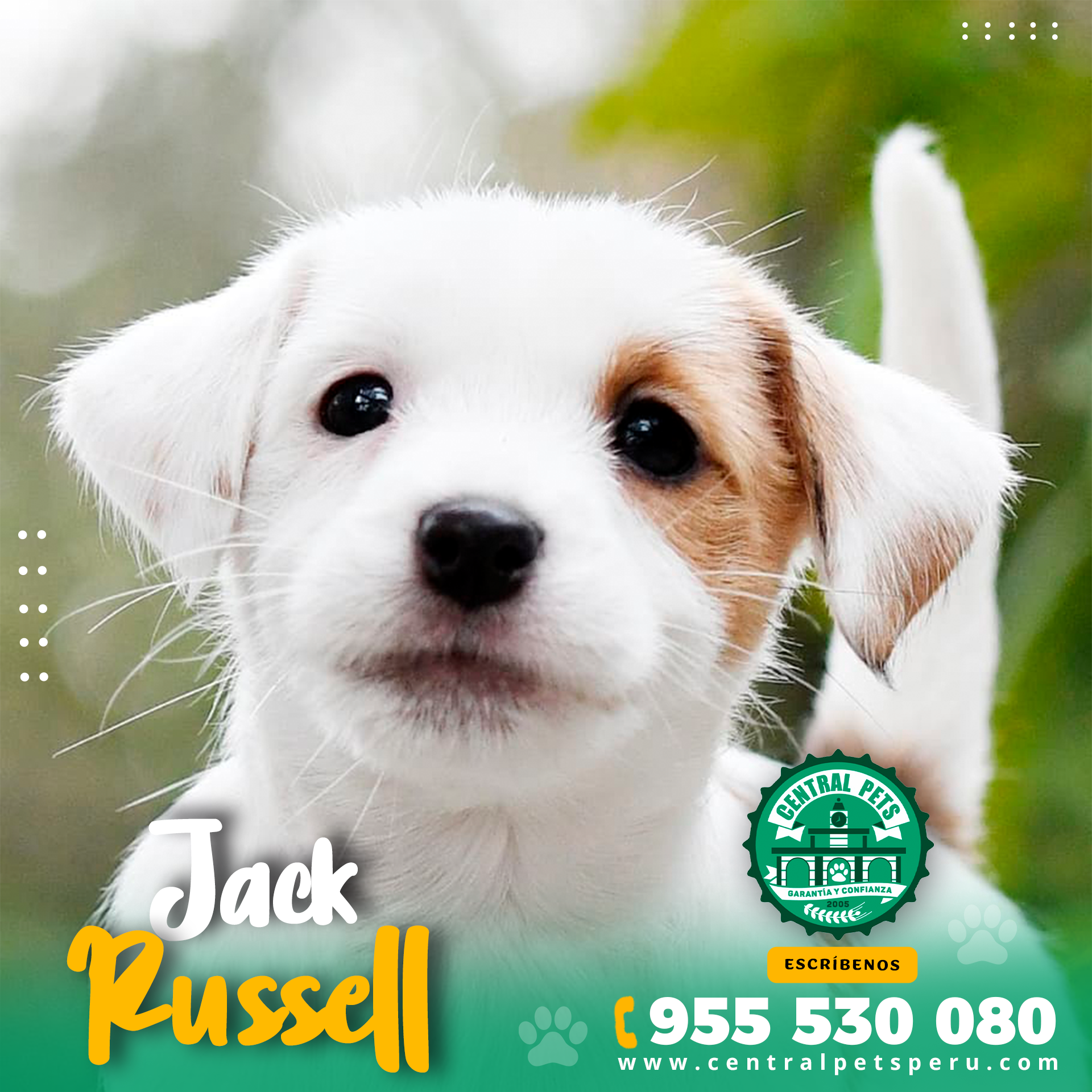 Jack Russell (2)