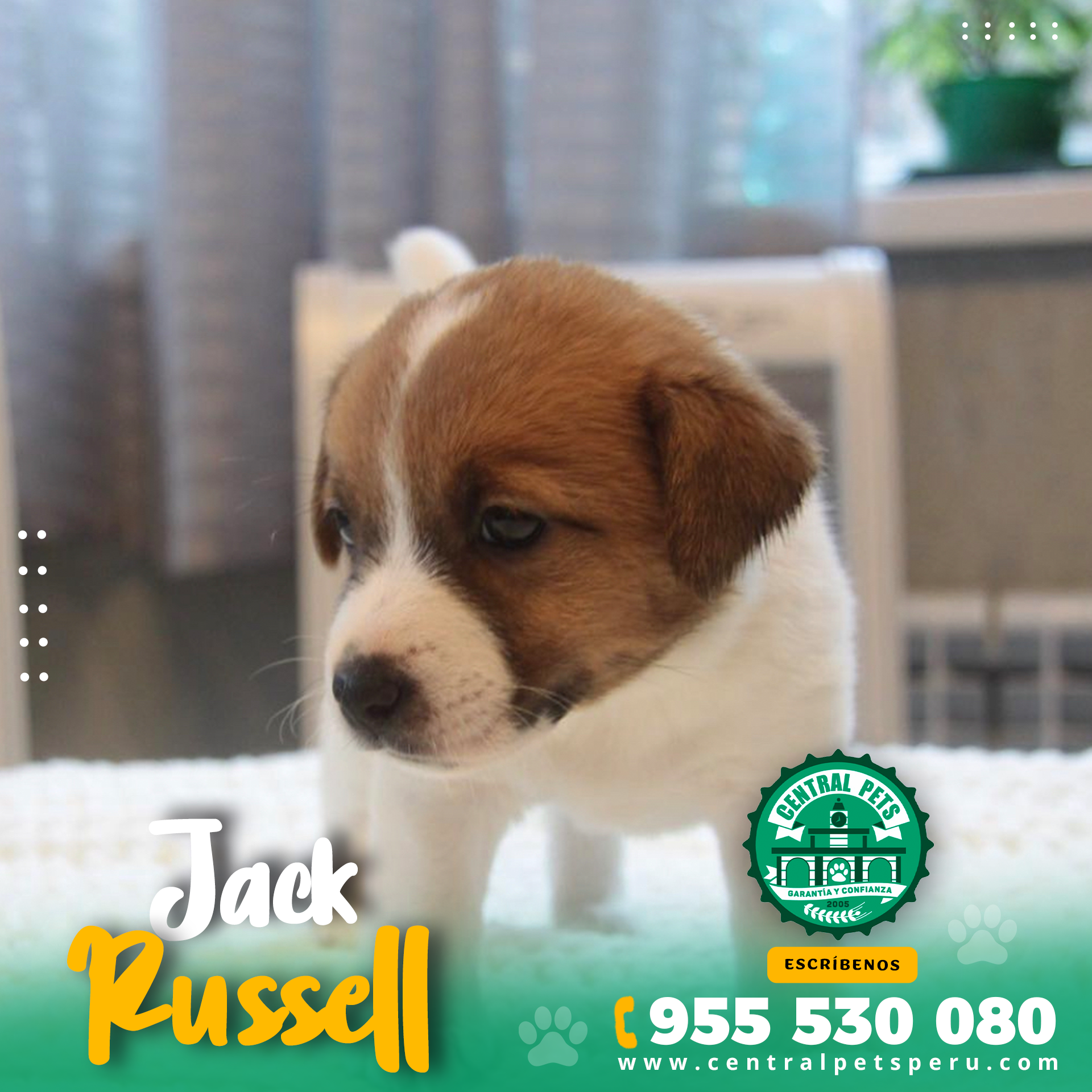 Jack Russell (3)