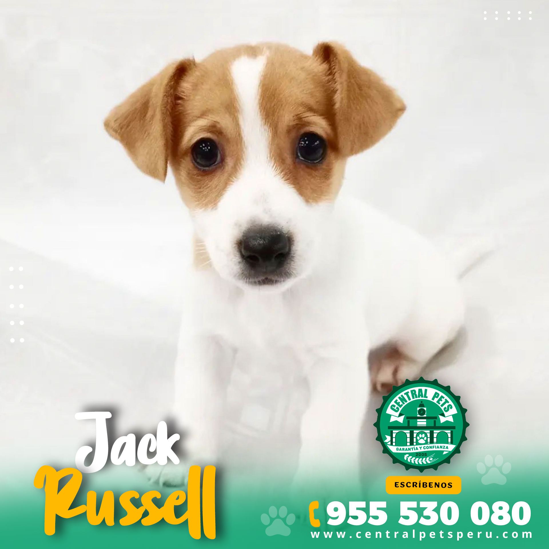 Jack Russell (4)