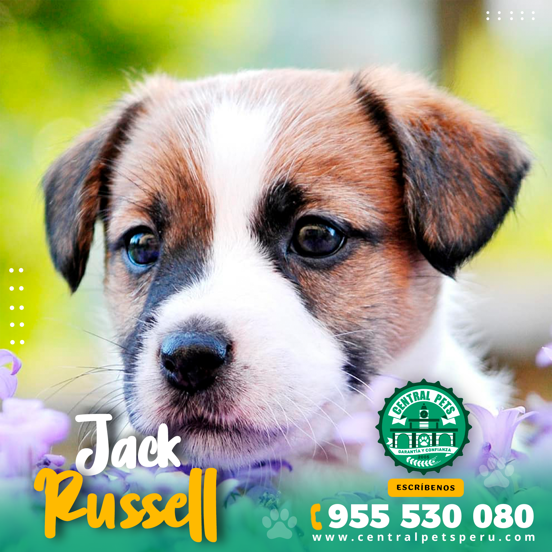 Jack Russell (5)