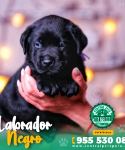 LABRADOR NEGRO