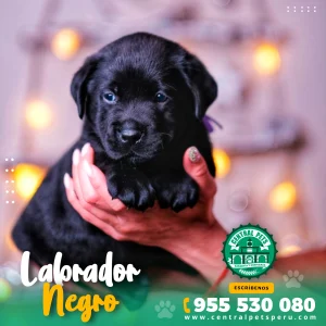 LABRADOR NEGRO